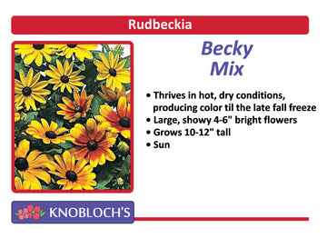 Rudbeckia - Toto Mix (Becky Mix)