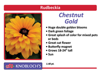 Rudbeckia - Chestnut Gold (Gold Rush)