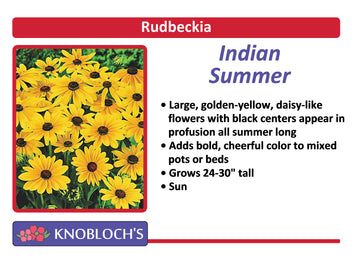 Rudbeckia - Indian Summer