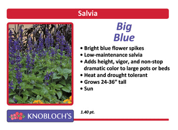 Salvia - Big Blue