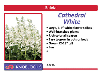 Salvia - Cathedral White