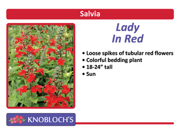 Salvia Traditional - Lady in Red (3 pk)