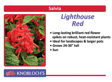 Salvia Traditional - Lighthouse Red (3 pk)