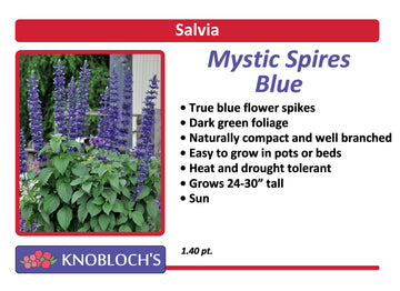 Salvia - Mystic Spires