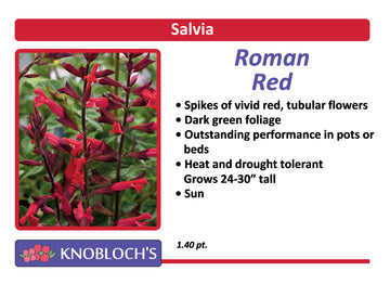 Salvia - Roman Red