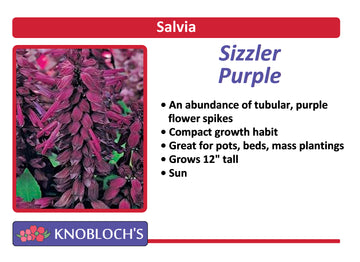 Salvia - Sizzler Purple