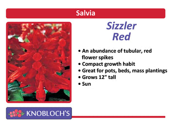 Salvia Traditional - Sizzler Red (3 pk)