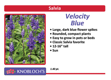 Salvia - Velocity Blue