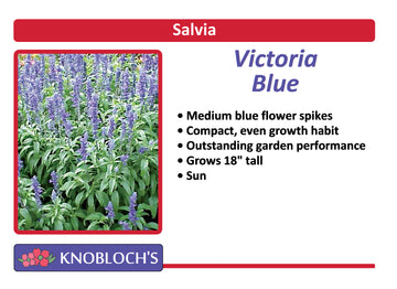 Salvia - Victoria Blue