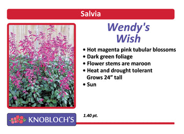 Salvia - Wendy's Wish