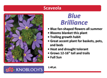 Scaveola - Blue Brilliance