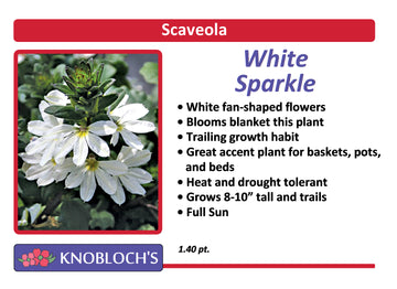 Scaveola - White Sparkle