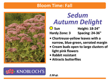 Sedum - Autumn Delight