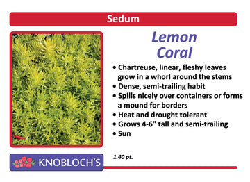 Sedum - Lemon Coral