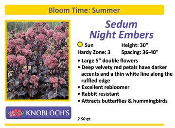 Sedum - Night Embers