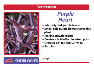 Setcreasea - Purple Heart