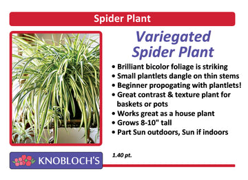 Spider Plant Variegated