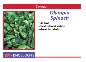 Spinach - Olympia