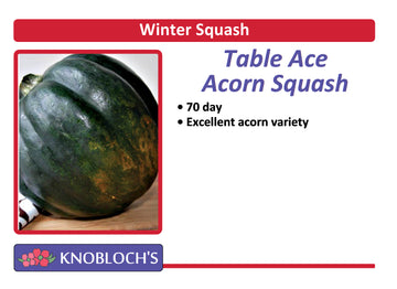 Winter Squash - Acorn