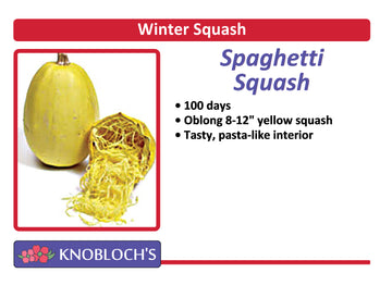 Winter Squash - Spaghetti