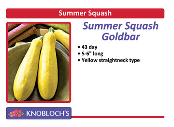 Summer Squash - Goldbar