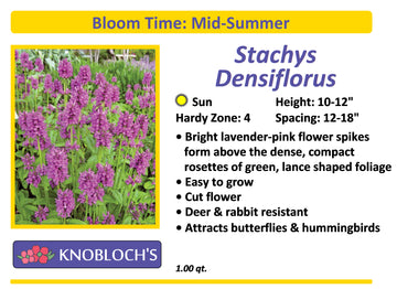 Stachys - Densiflorus