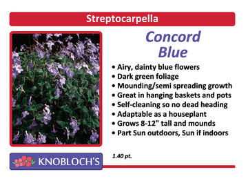 Streptocarpella - Concord Blue