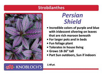 Strobilanthes - Persian Shield