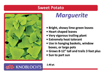 Sweet Potato Vine - Marguerite