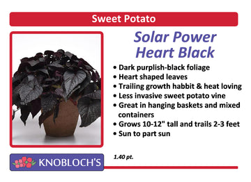 Sweet Potato Vine - Solar Power Heart Black