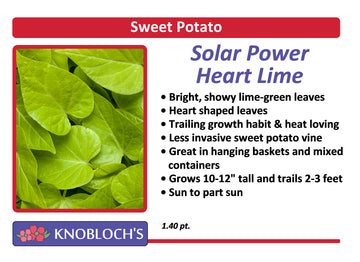 Sweet Potato Vine - Solar Power Heart Lime