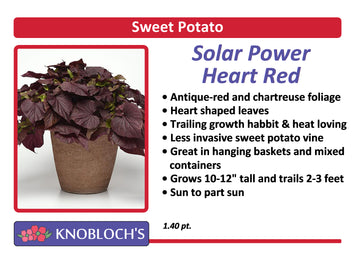 Sweet Potato Vine - Solar Power Heart Red