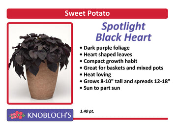 Sweet Potato Vine - Spotlight Black