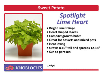Sweet Potato Vine - Spotlight Lime