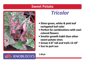 Sweet Potato Vine - Tricolor