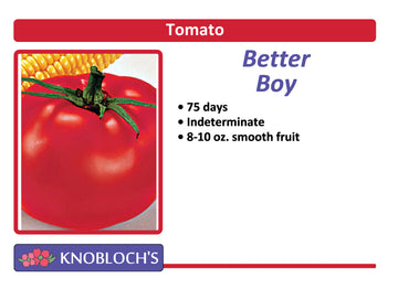 Tomato - Better Boy