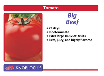 Tomato - Big Beef