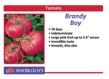 Tomato - Brandy Boy