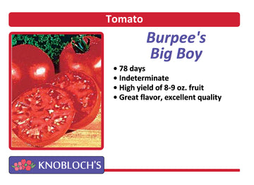 Tomato - Burpee's Big Boy