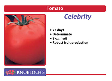 Tomato - Celebrity