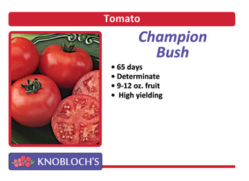 Tomato - Champion
