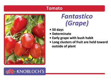 Tomato - Fantastico (Grape)