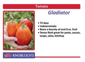 Tomato - Gladiator