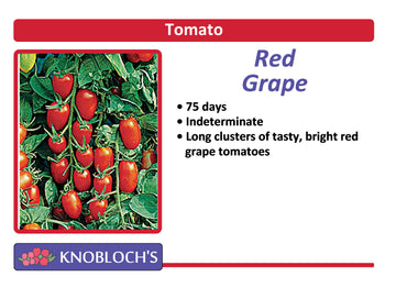 Tomato - Red Grape