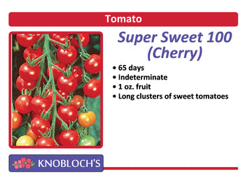 Tomato - Super Sweet 100 (Cherry)