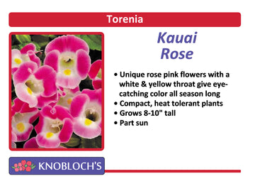 Torenia - Kauai Rose
