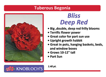 Begonia Tuberous - Bliss Deep Red