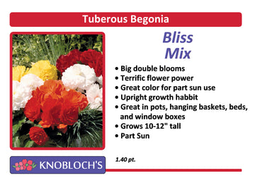 Begonia Tuberous - Bliss Mix