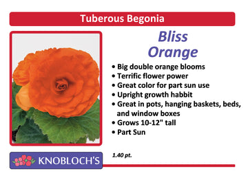 Begonia Tuberous - Bliss Orange