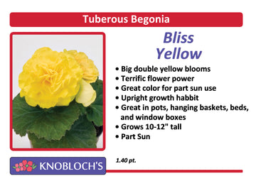 Begonia Tuberous - Bliss Yellow